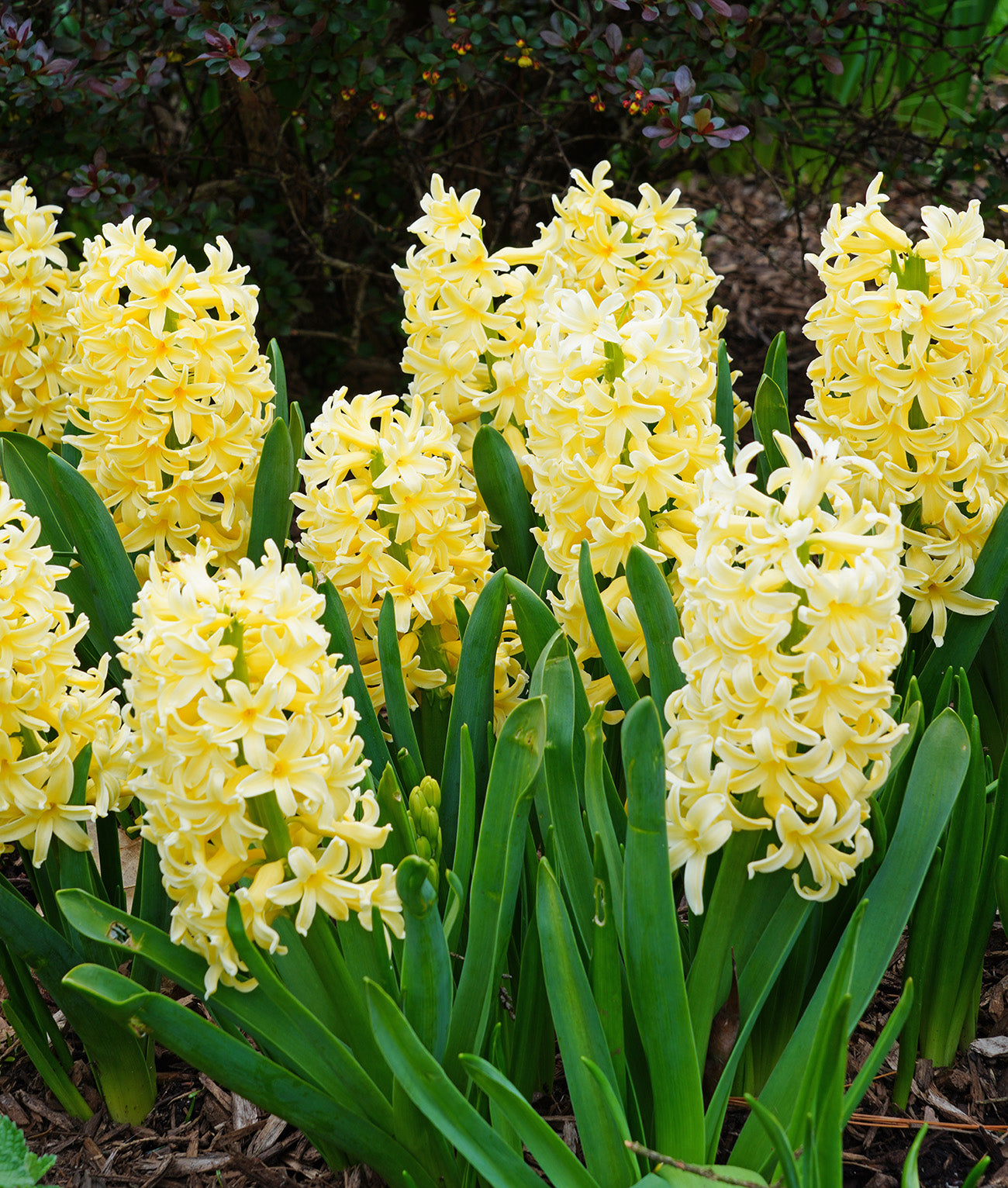 City of Harlem Hyacinth - 10 bulbs