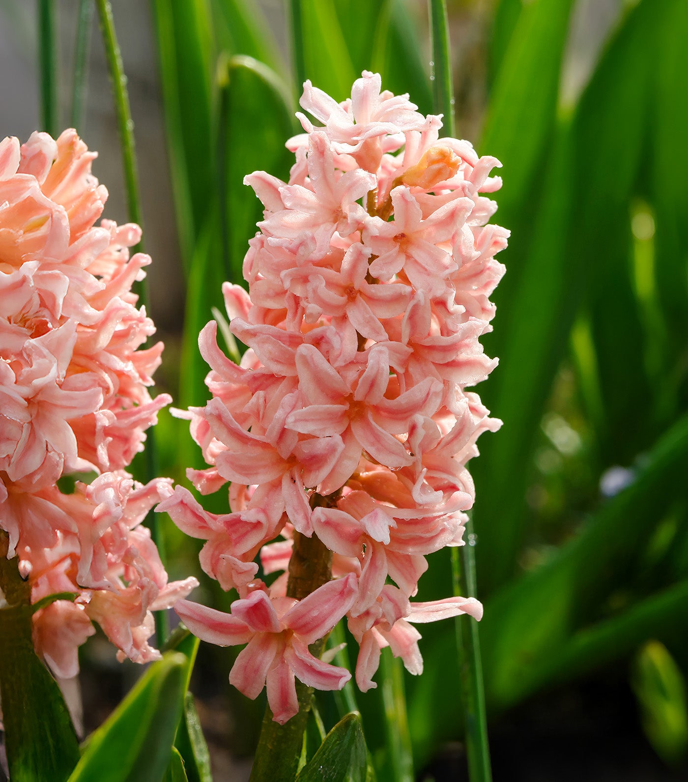 BloomingBulb Gypsy Queen Hyacinth - Thumbnail 2
