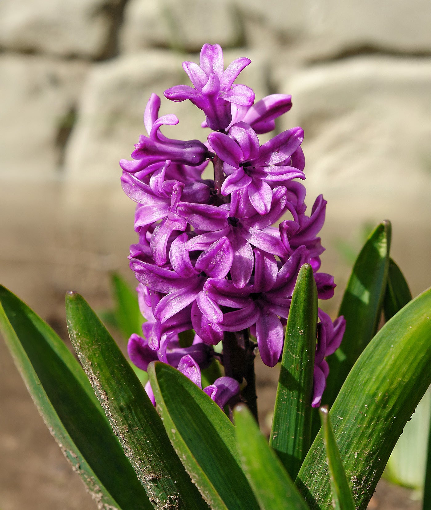 Miss Saigon Hyacinth - 10 bulbs