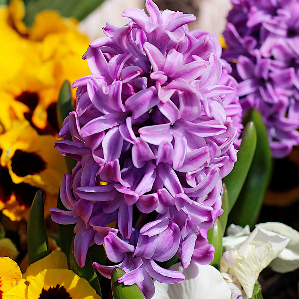 HyacinthMissSaigon_600x600_cro