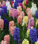 Mixed Hyacinths - 3 bulbs