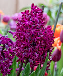 Woodstock Hyacinth - 10 bulbs