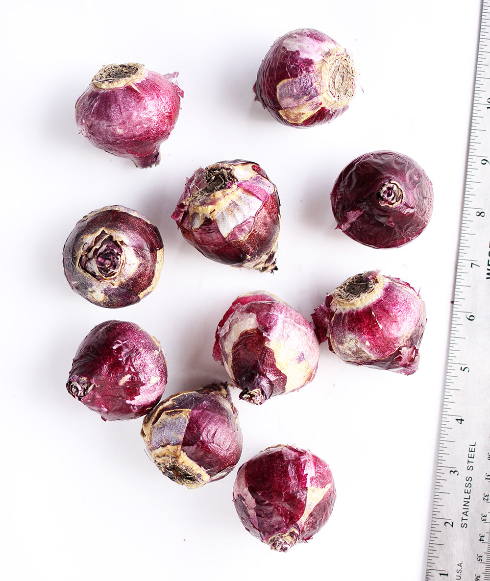 BloomingBulb Gypsy Queen Hyacinth - Thumbnail 3