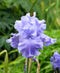 Abiqua Fall Tall Bearded Iris - 1 Rhizome