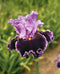 About Town Tall Bearded Iris - 1 Rhizome