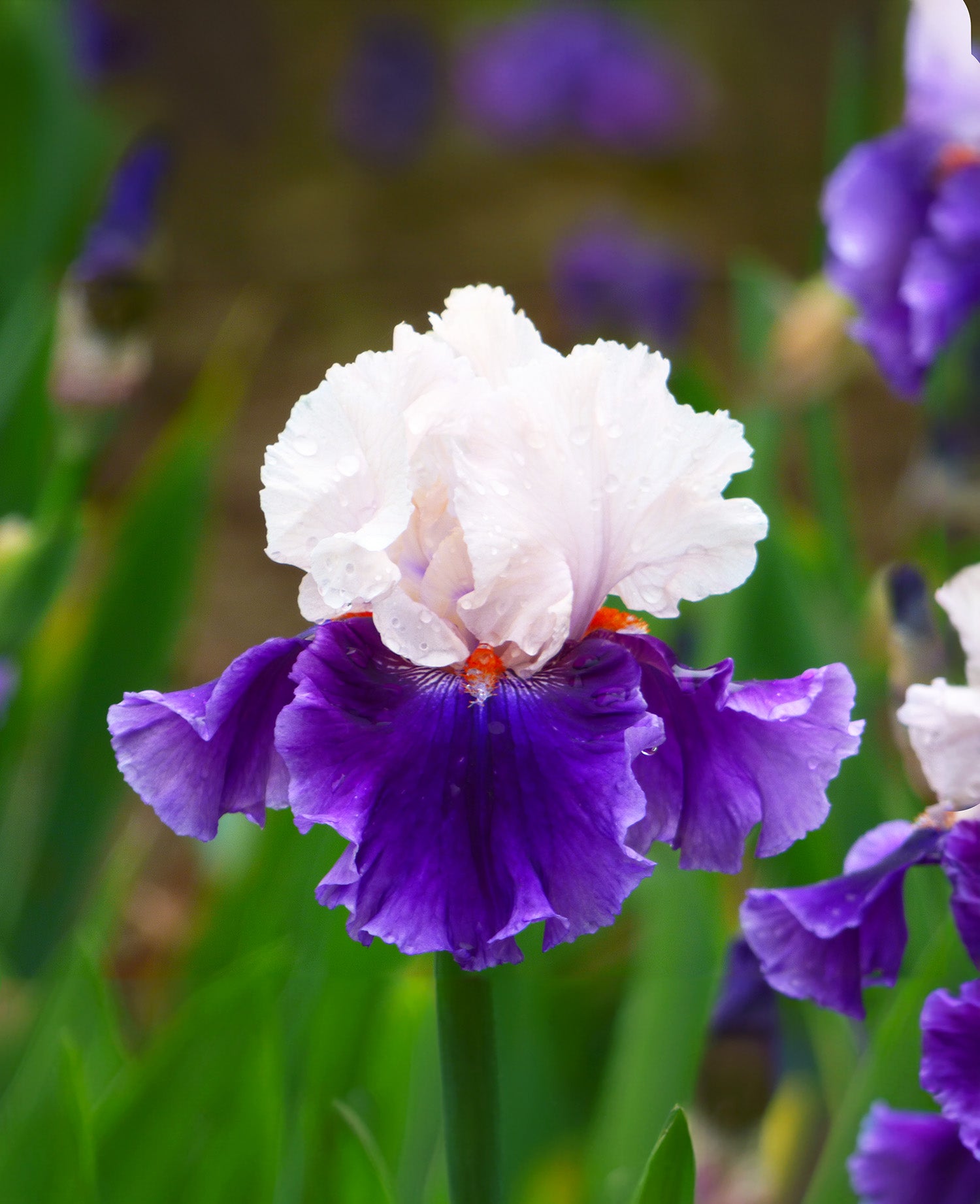 Aello Tall Bearded Iris - 1 Rhizome