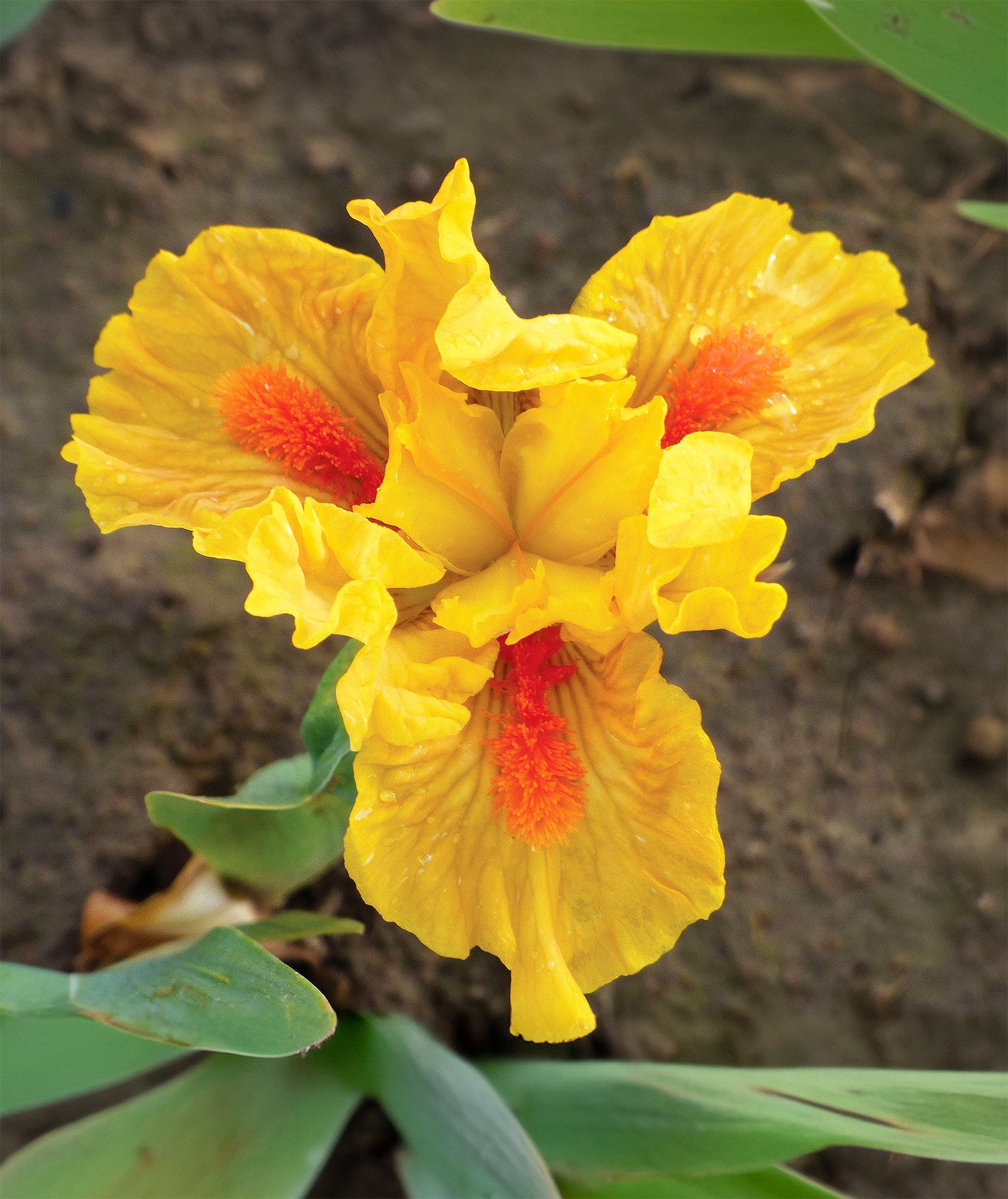 Aim True Dwarf Bearded Iris - 1 Rhizome