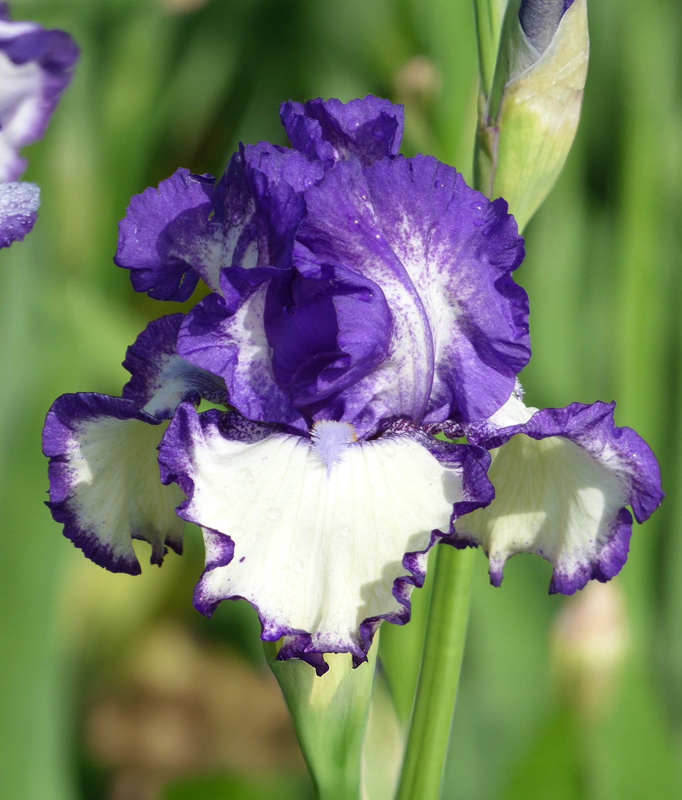 Another Chapter Tall Bearded Iris - 1 Rhizome
