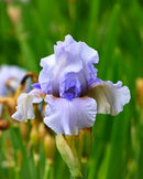 August Treat Reblooming Bearded Iris - 1 Rhizome