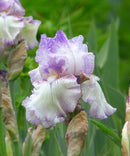 Autumn Tryst Reblooming Bearded Iris - 1 Rhizome