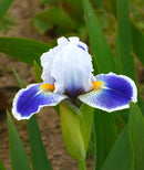 Baby Bruin Dwarf Bearded Iris - 1 Rhizome