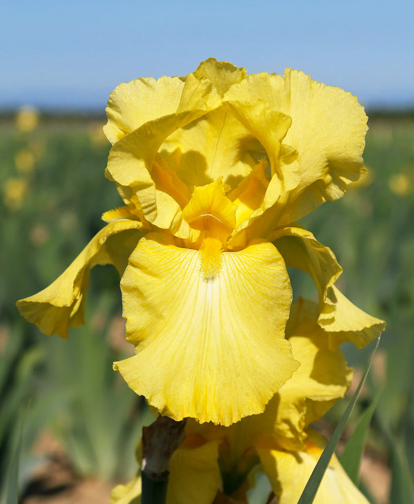 Harvest of Memories Bearded Iris - 3 bareroot plants