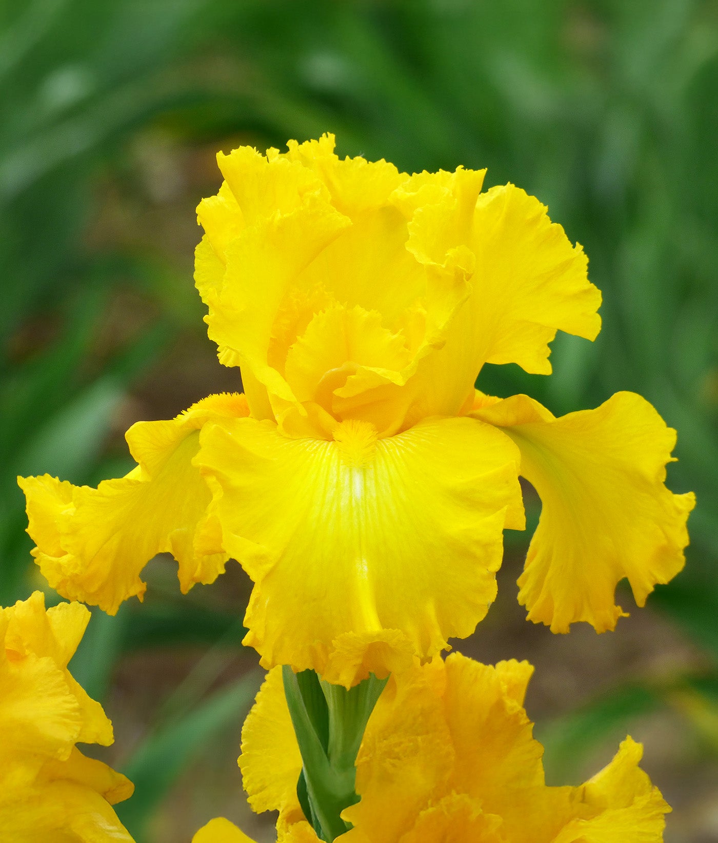 Big As The Moon Tall Bearded Iris - 1 Rhizome