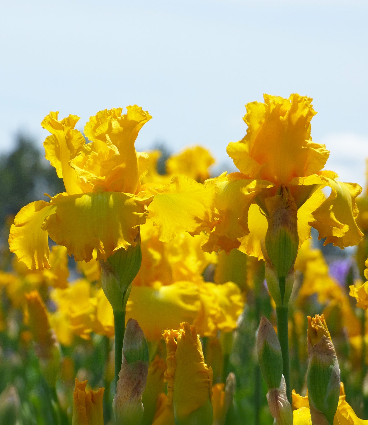 Big As The Moon Tall Bearded Iris - 1 Rhizome
