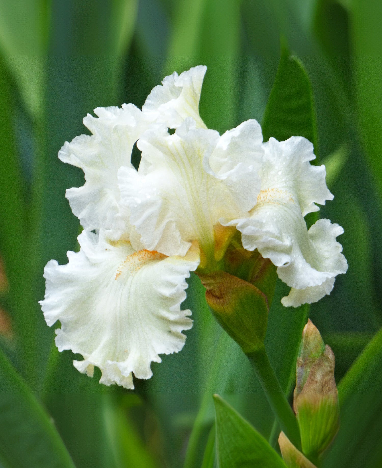 Boston Cream Tall Bearded Iris - 1 Rhizome