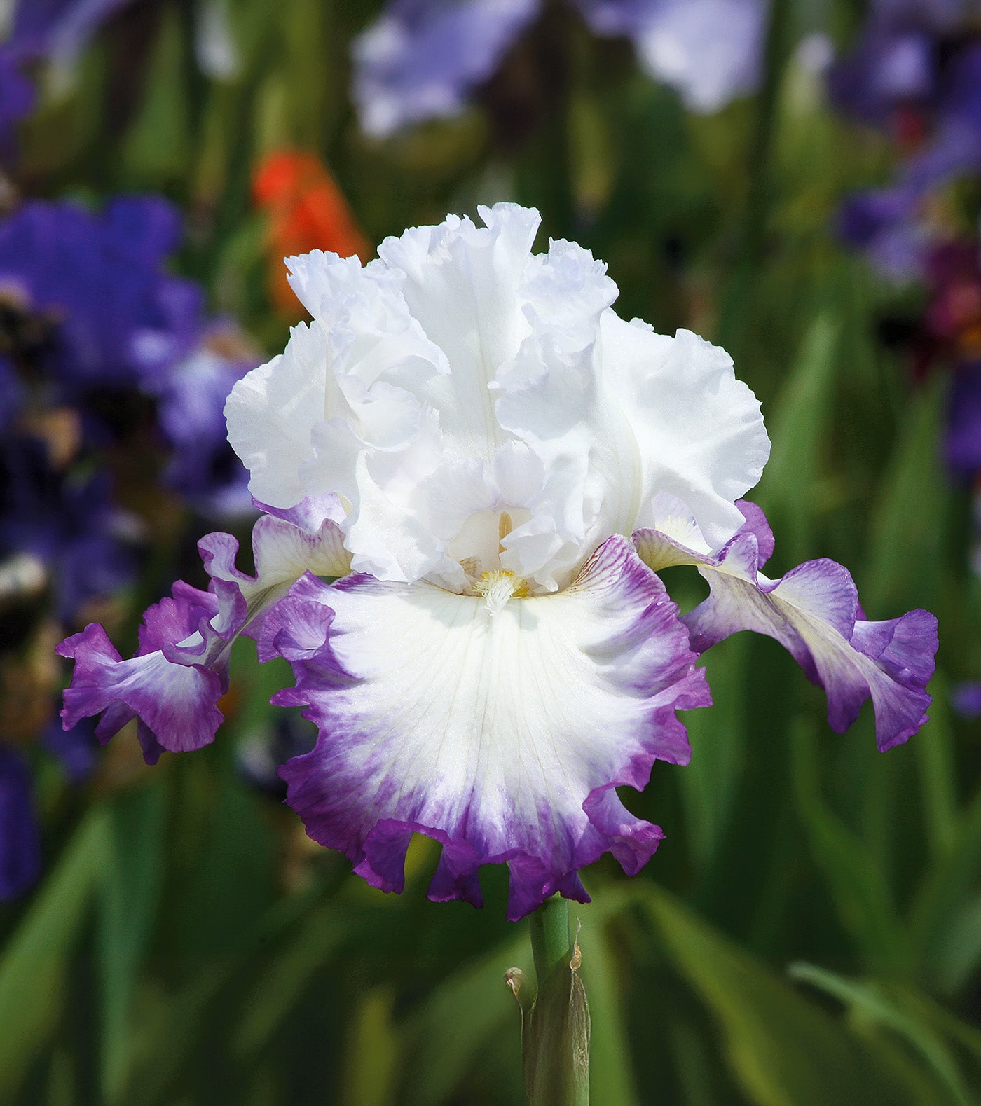 Center Ice Tall Bearded Iris - 1 Rhizome