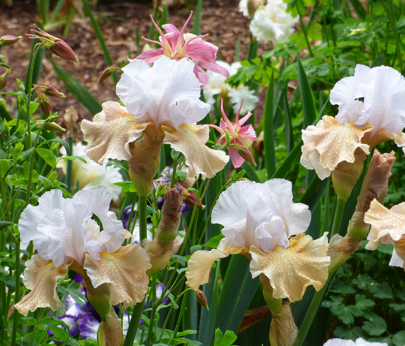 Champagne Elegance Reblooming Bearded Iris - 1 Rhizome