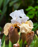 Champagne Elegance Reblooming Bearded Iris - 1 Rhizome