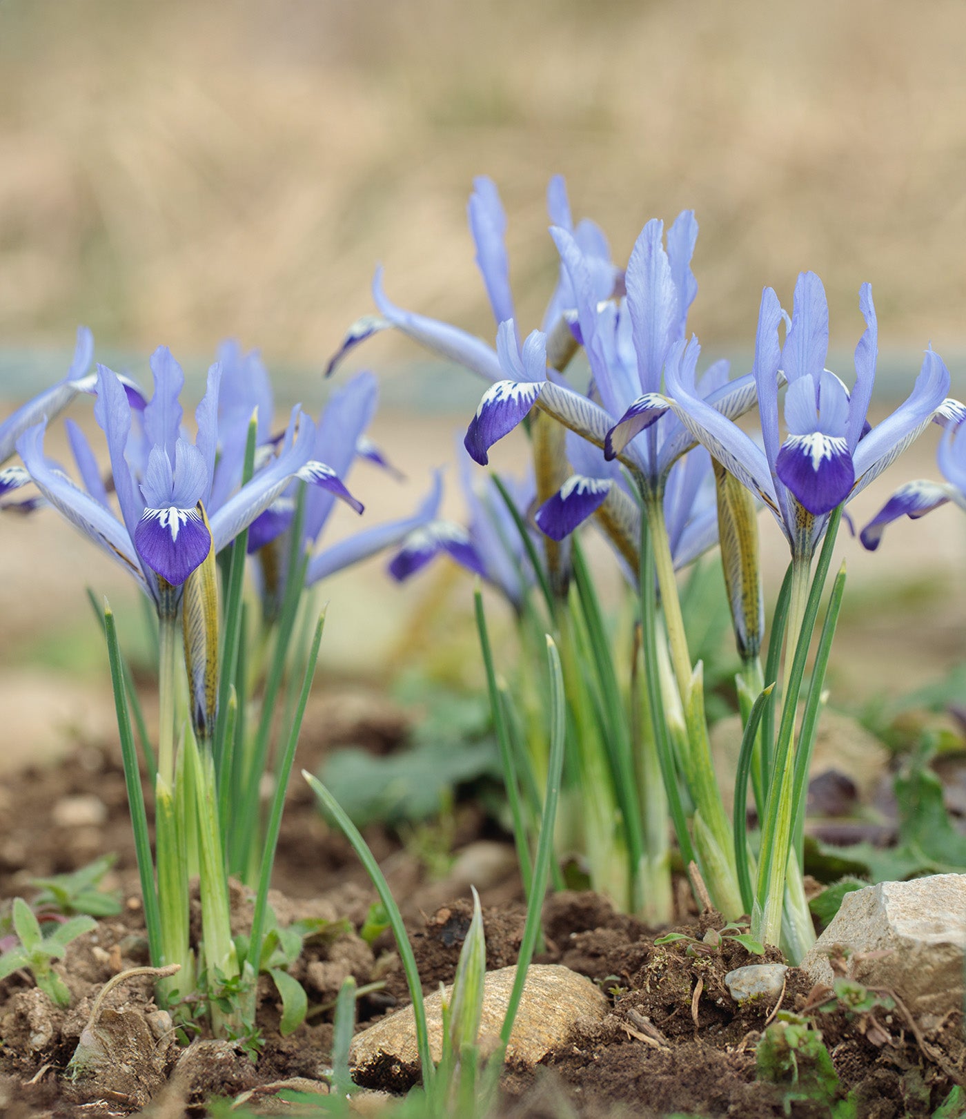 Clairette Dwarf Iris reticulata - 10 bulbs