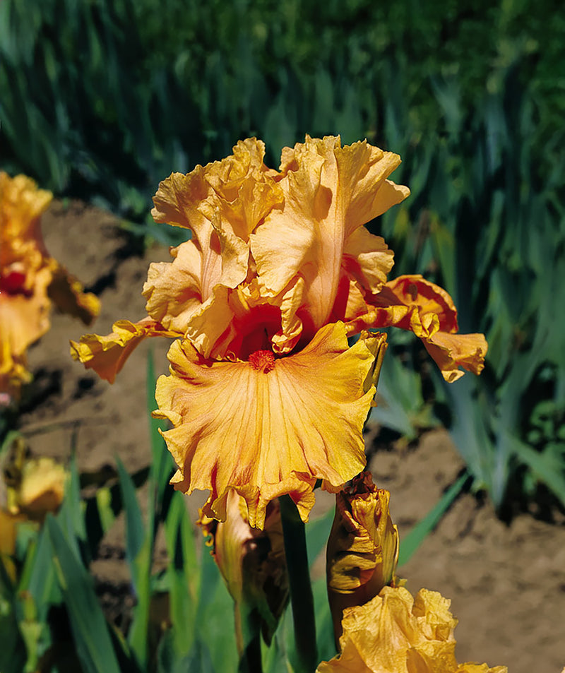 Cordoba Tall Bearded Iris - 1 Rhizome