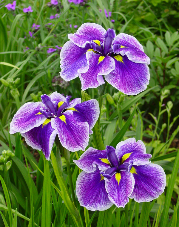 Crystal Halo Japanese Iris - 3 root divisions