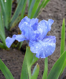 Fathom Dwarf Bearded Iris - 1 Rhizome