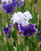 Feel The Thunder Tall Bearded Iris - 1 Rhizome