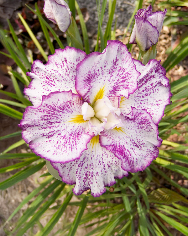 Freckled Geisha Japanese Iris - 3 root divisions