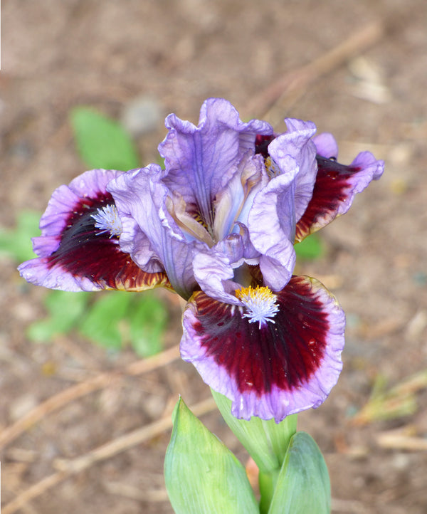 Going In Circles Dwarf Bearded Iris - 1 Rhizome