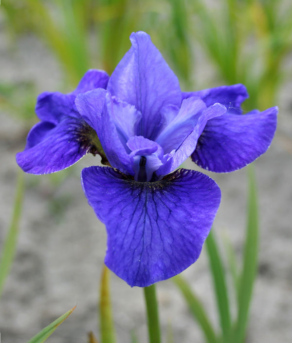 Harpswell Halleluya Siberian Iris - 3 root divisions