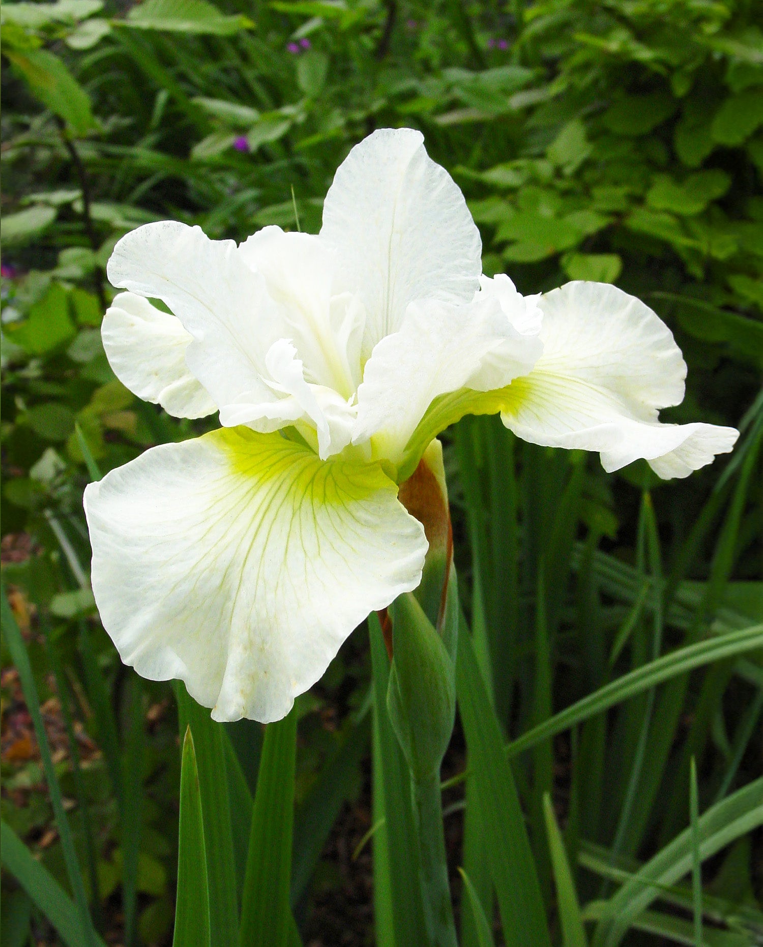 Harpswell Happiness Siberian Iris - 3 root divisions