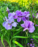 Having Fun Siberian Iris - 3 root divisions