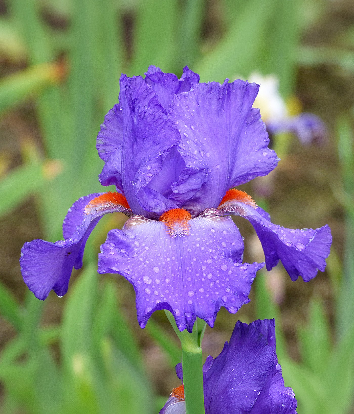 Hole In One Tall Bearded Iris - 1 Rhizome