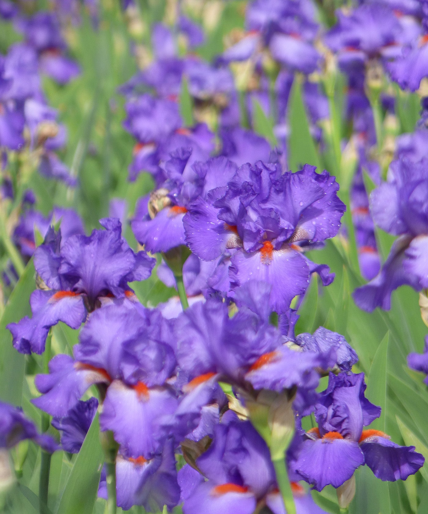 Hole In One Tall Bearded Iris - 1 Rhizome