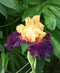 Idol Reblooming Bearded Iris - 1 Rhizome