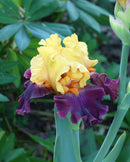 Idol Reblooming Bearded Iris - 1 Rhizome