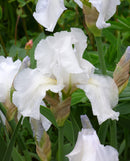 Immortality Reblooming Bearded Iris - 1 Rhizome