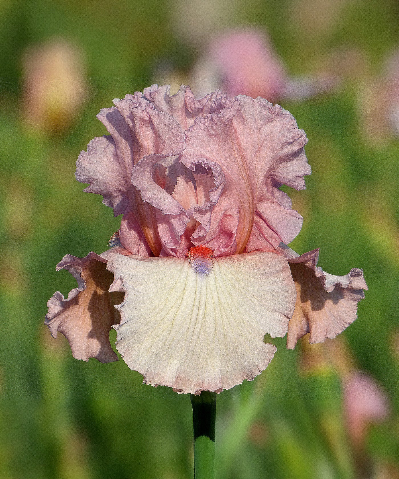 Island Blush Tall Bearded Iris - 1 Rhizome