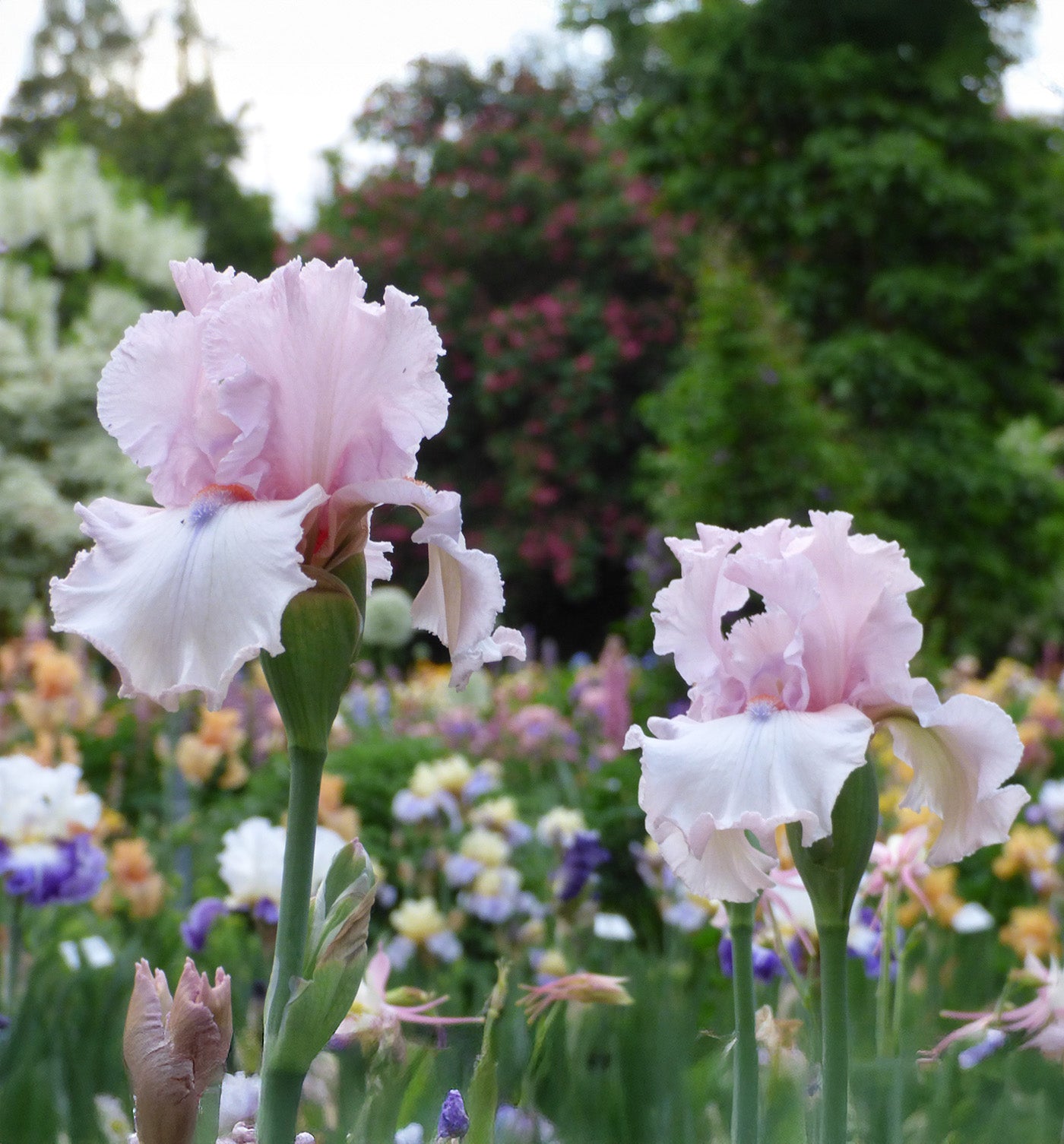 Island Blush Tall Bearded Iris - 1 Rhizome