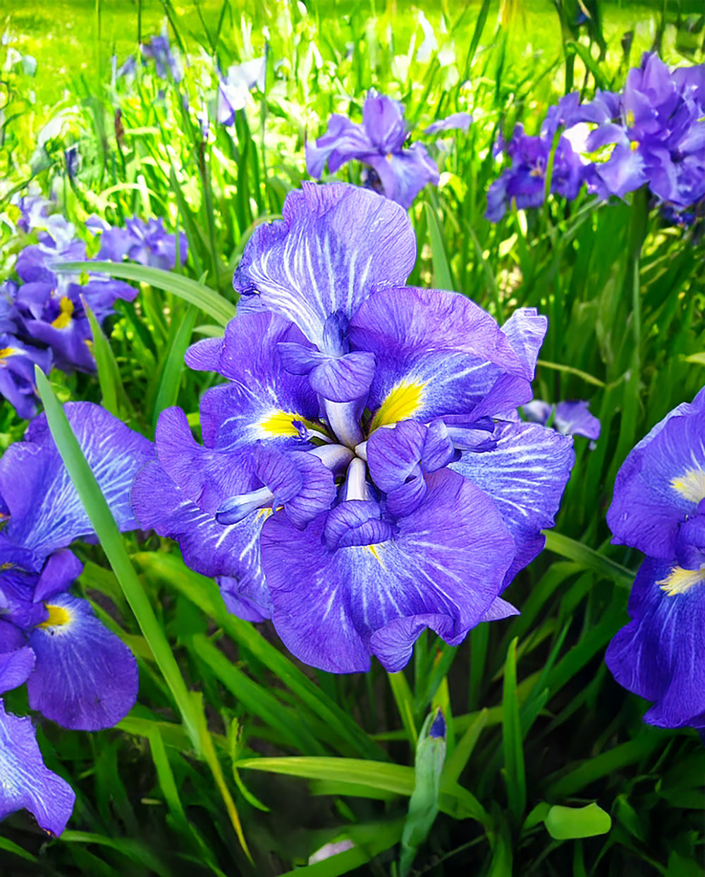 Electric Rays Japanese Iris - 3 root divisions