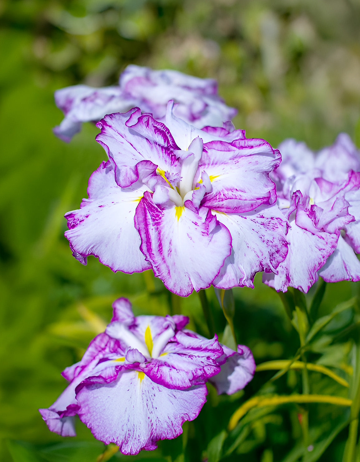 Harlequinesque Japanese Iris - 3 root divisions