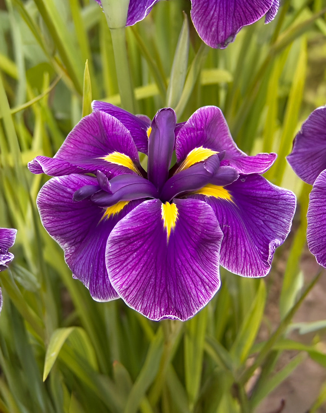 Katy Mendez Japanese Iris - 3 root divisions