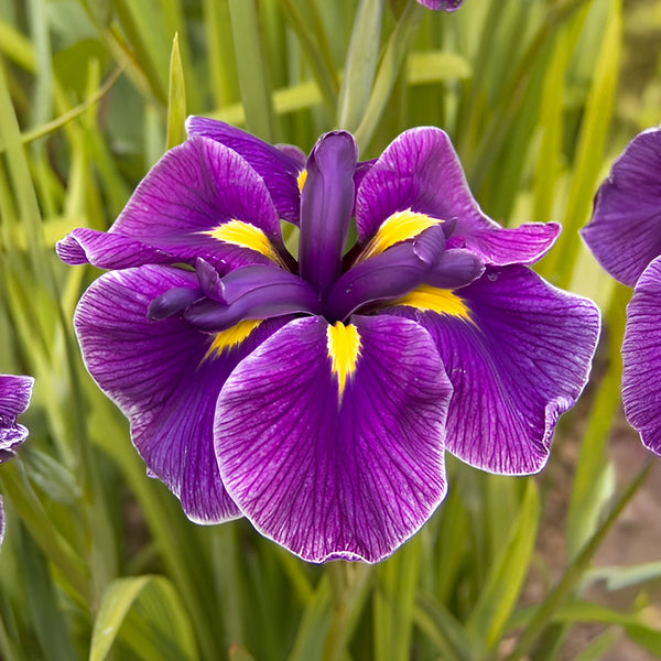 Katy Mendez Japanese Iris - 3 root divisions