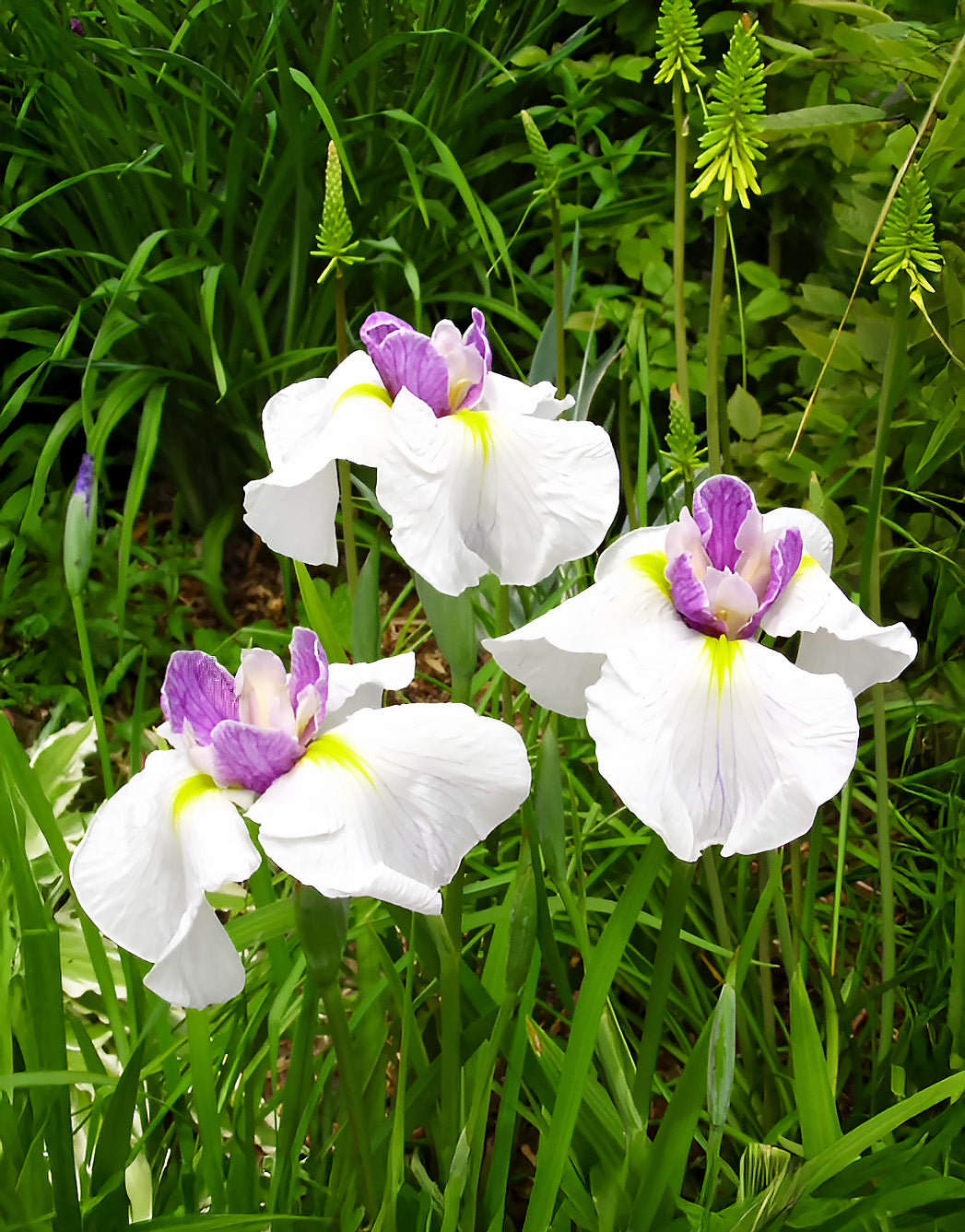 Queen's Tiara Japanese Iris - 3 root divisions