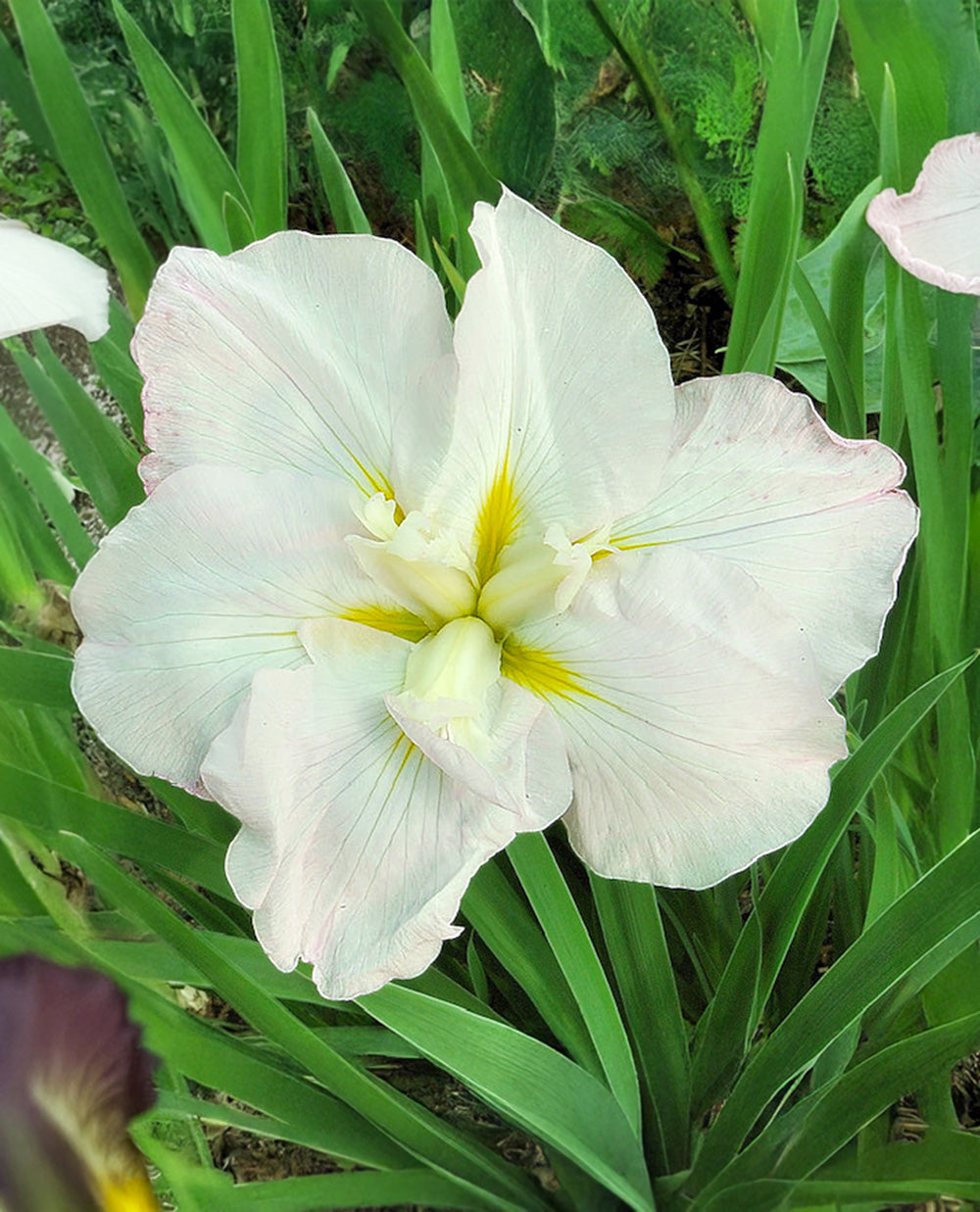 White Ladies Japanese Iris - 3 root divisions