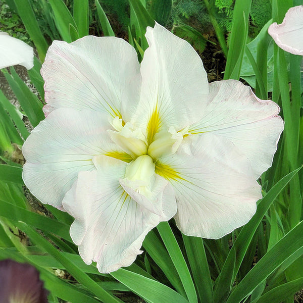 IrisJapaneseWhiteLadies_600x60