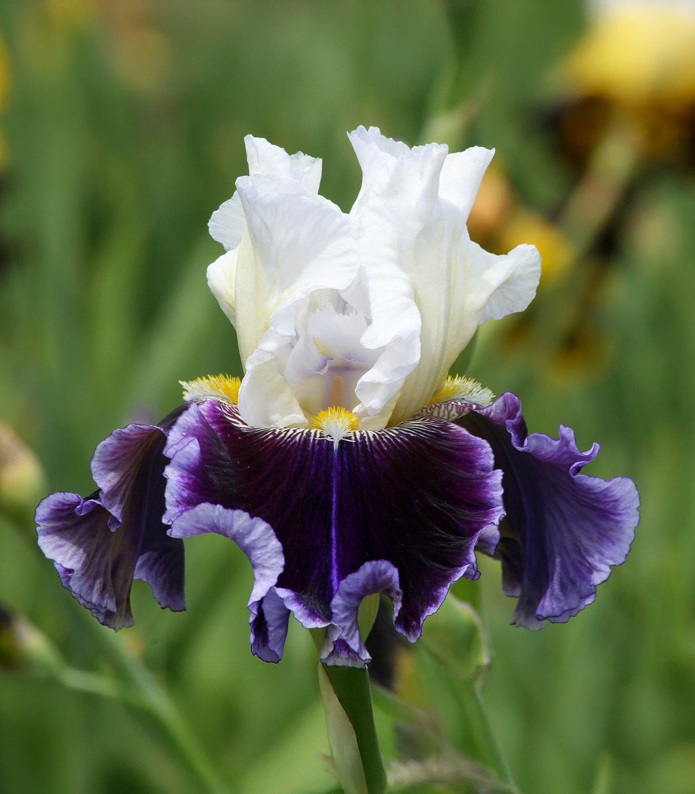 Just the Ticket Tall Bearded Iris - 1 Rhizome