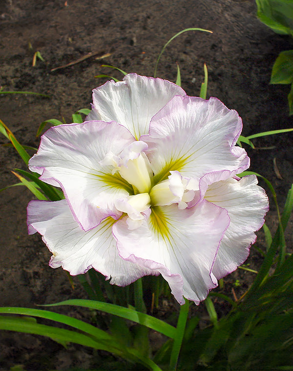 Lady In Waiting Japanese Iris - 3 root divisions