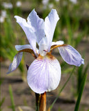 Lavender Bounty Siberian Iris - 3 root divisions