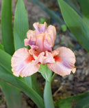 Lovable Pink Dwarf Bearded Iris - 1 Rhizome